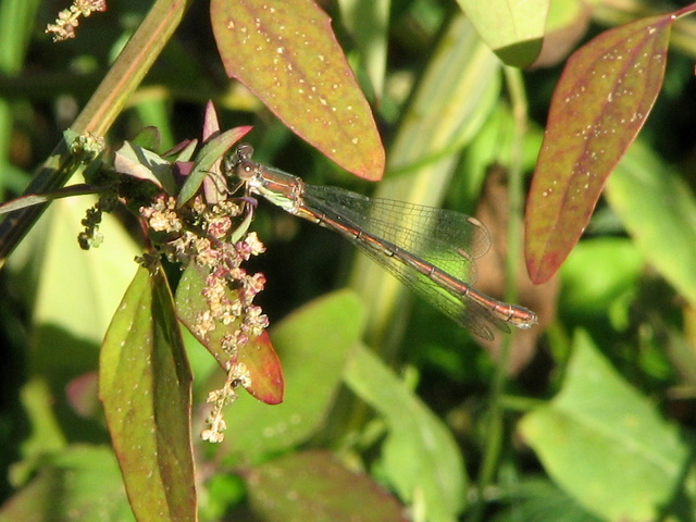 id libellula